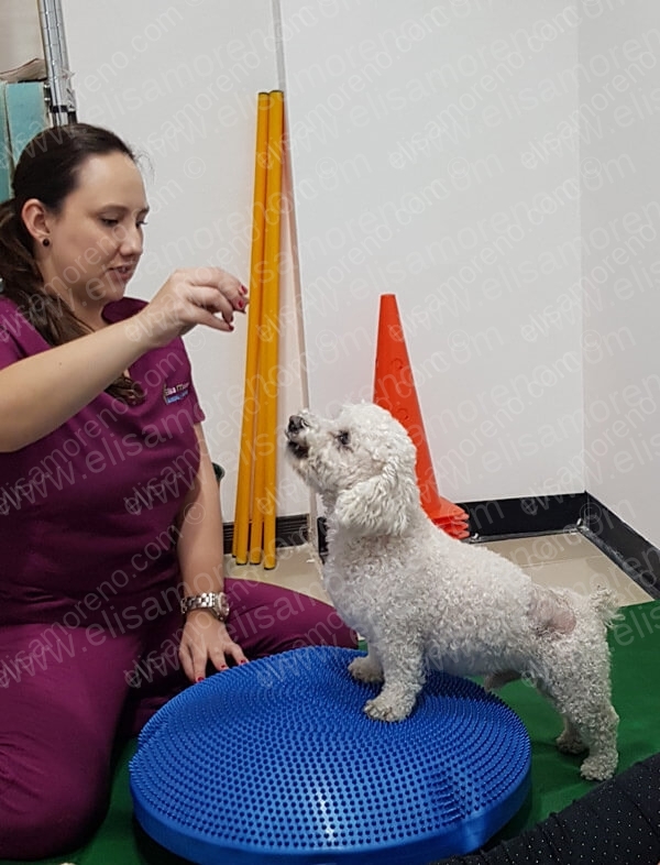 Fisioterapia y rehabilitación Canina Elisa Moreno